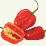 Scotch Bonnet Peppers